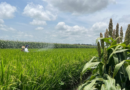 Fedecámaras Portuguesa traza hoja de ruta con productores para impulso económico
