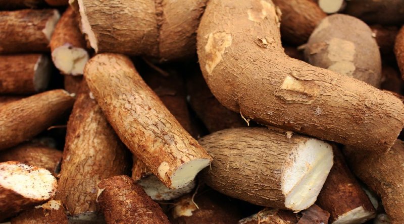 ¿Cuáles son las propiedades medicinales de la yuca?