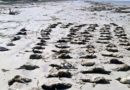 hallazgo-masivo-pinguinos-playas-brasil-sin-vida