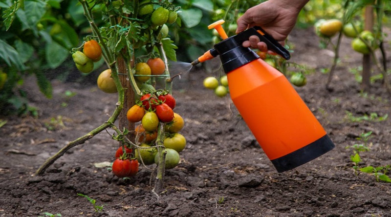 cientificos-crean-componente-ayuda-tomates-sobrevivir-sequia