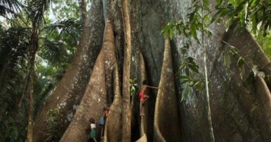Científicos constatan aumento de tamaño de árboles por CO₂ en la Amazonia