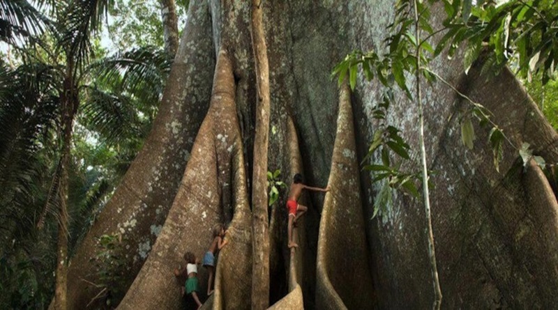 Científicos constatan aumento de tamaño de árboles por CO₂ en la Amazonia