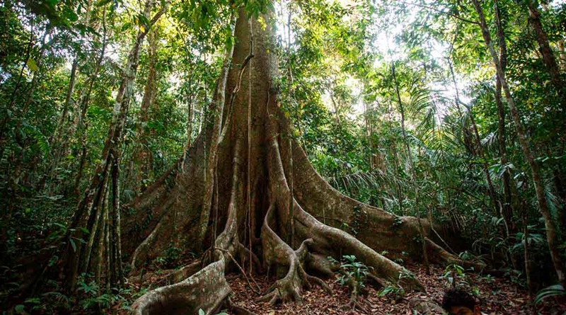 Científicos constatan aumento de tamaño de árboles por CO₂ en la Amazonia
