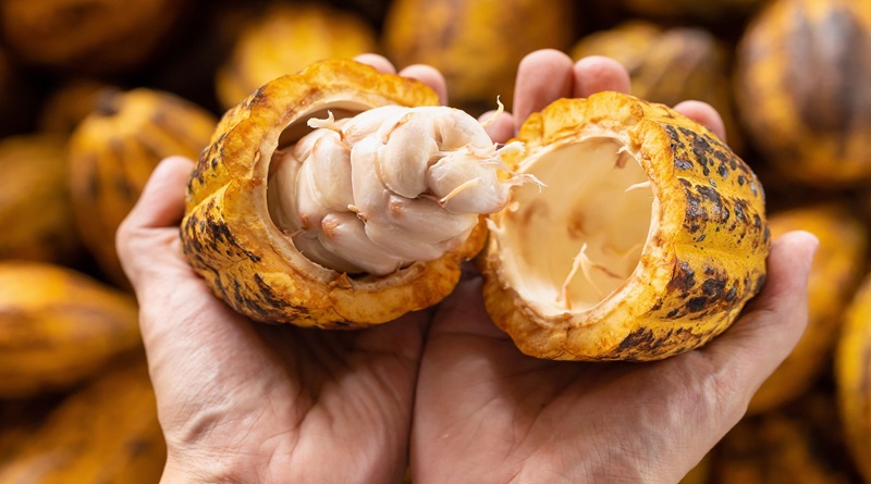 Jornadas formativas sobre buenas prácticas para cultivo del cacao en Barinas, impulsa la Academia de Ciencias Agrícolas de Venezuela (ACAV)