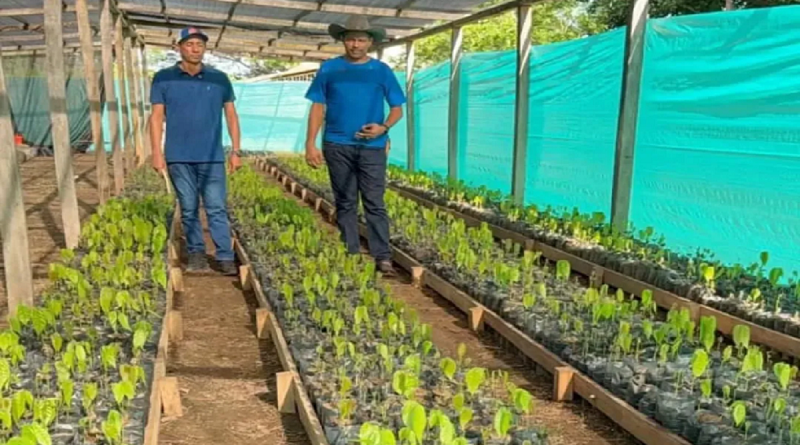 Apure inicia entrega de cinco mil plantas de cacao para ser potencia nacional