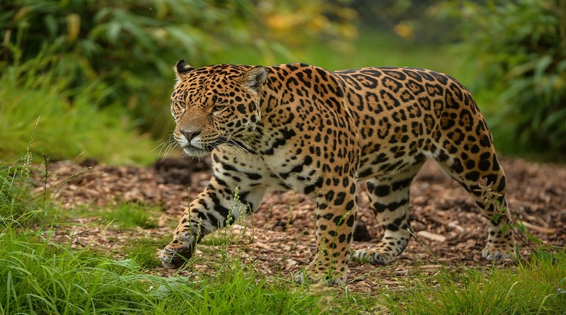 Jaguar afronta peligros críticos en las selvas de Guatemala