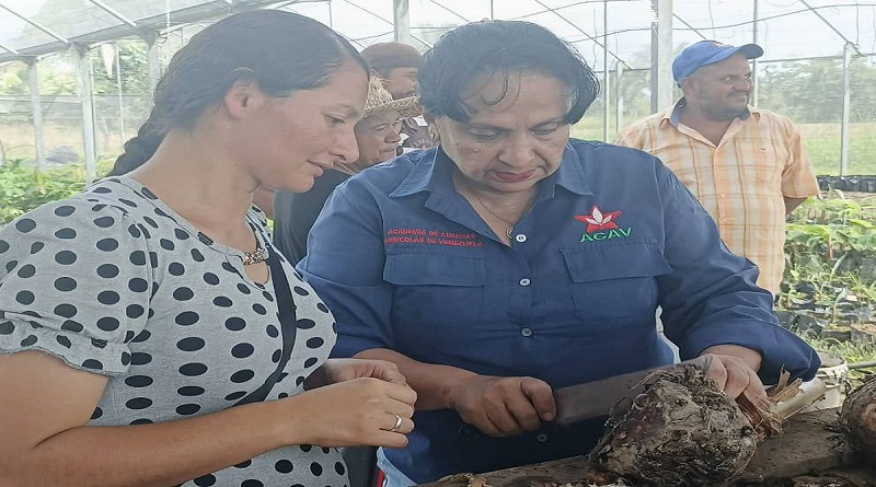 Productores de Barinas se forman en regeneración in vitro de plátano Hartón