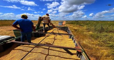 Empresa Río Tiznados rompe récord con 20 mil hectáreas de arroz en Guárico