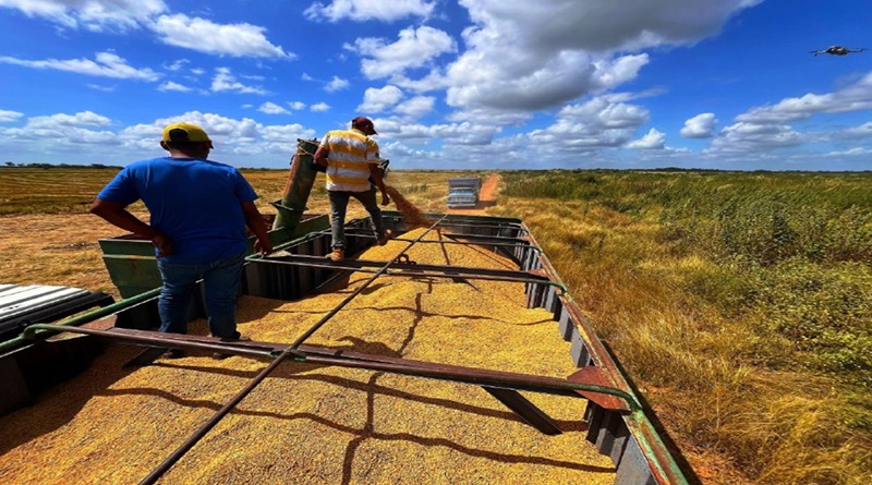 Empresa Río Tiznados rompe récord con 20 mil hectáreas de arroz en Guárico