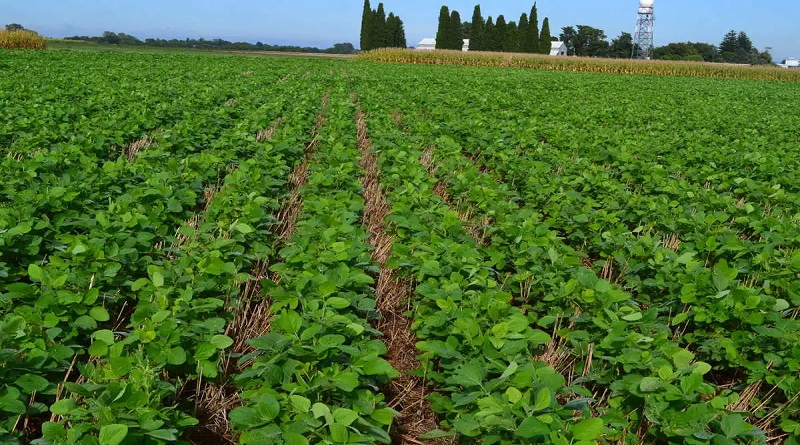 Guárico proyecta un 2026 de prosperidad con el Plan de Siembra Norte-Verano