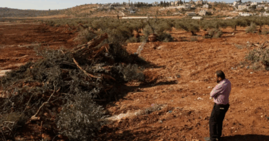 Israel arranca miles de árboles en Cisjordania en una semana