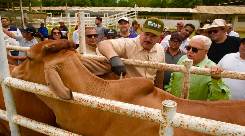 Inicia en el Zulia segundo ciclo de vacunación antiaftosa con 83 mil dosis